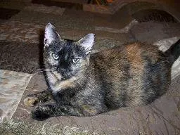 Capri, adopted from Cats For Life Houston