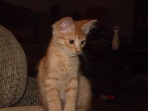 Pumpkin, adopted from Cats For Life in Houston, Texas