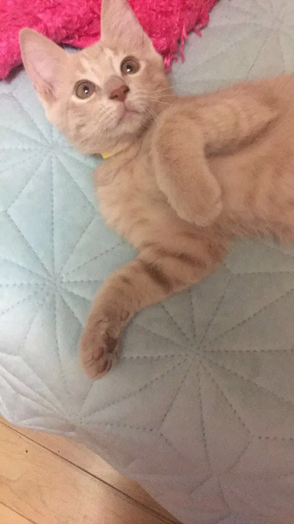 Cherry, adopted from Cats For Life in Houston, Texas