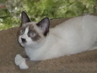 Bandit, adopted from Cats For Life Houston