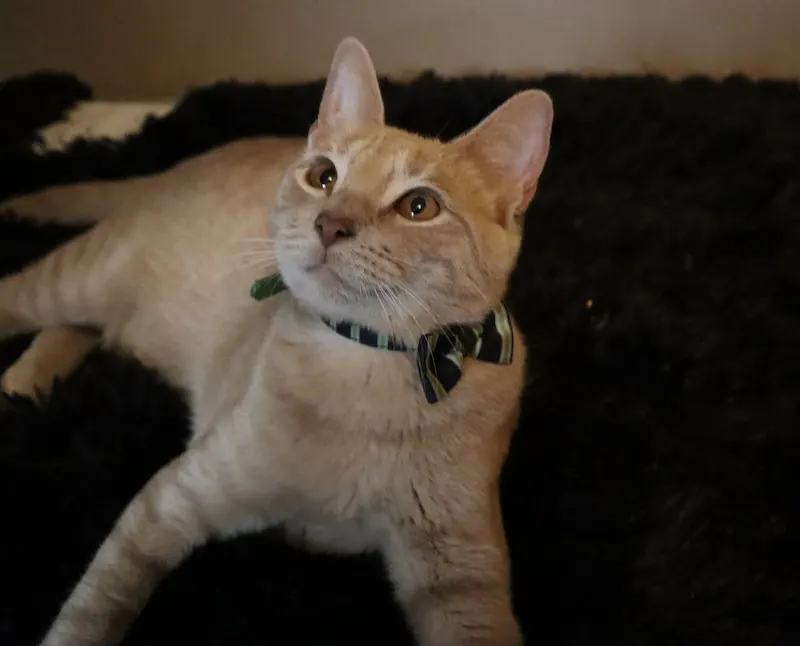 Cowboy, adopted from Cats For Life in Houston, Texas