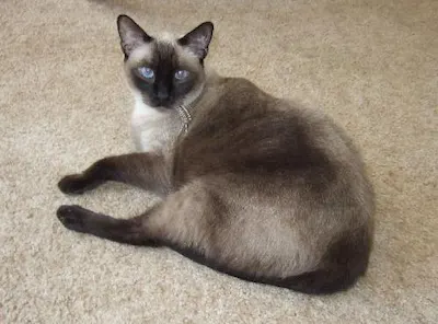 Sammi, adopted from Cats For Life Houston
