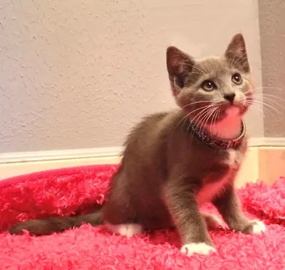 Jamie, adopted from Cats For Life Houston