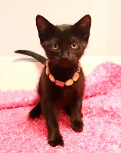 Emma, adopted from Cats For Life Houston