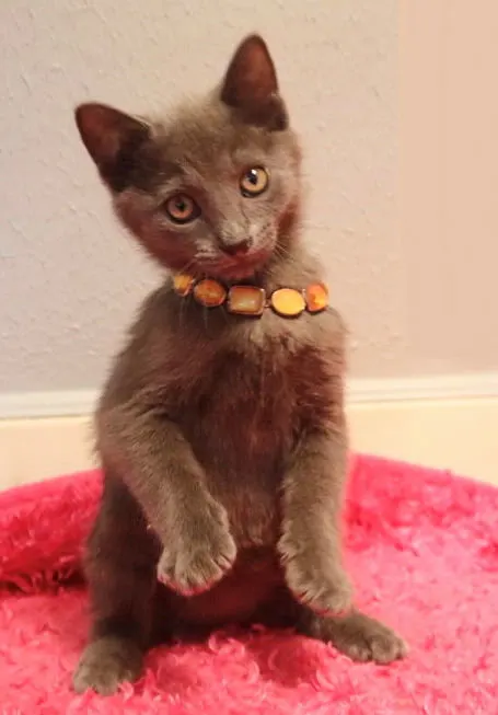 Grayson, adopted from Cats For Life in Houston, Texas