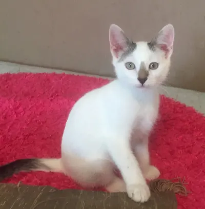 Peter, adopted from Cats For Life Houston