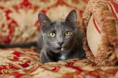 Janet, adopted from Cats For Life in Houston, Texas