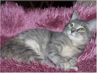 Contessa, photo 5