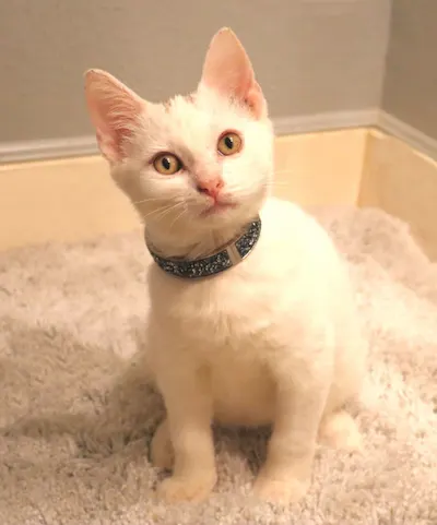 Dinky, adopted from Cats For Life Houston