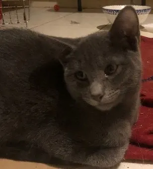 Smokie, adopted from Cats For Life in Houston, Texas