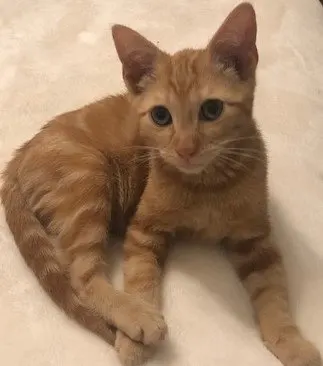 Milo, adopted from Cats For Life Houston