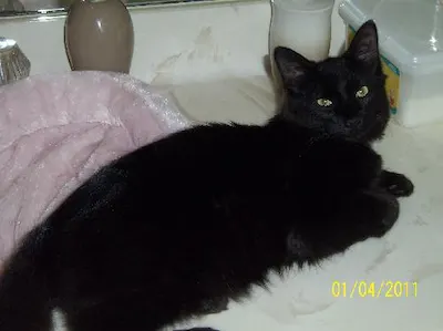 Sonny, adopted from Cats For Life Houston