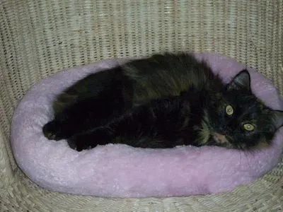 Lolita, adopted from Cats For Life Houston