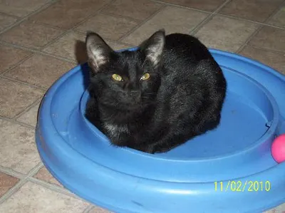 Cher, adopted from Cats For Life Houston