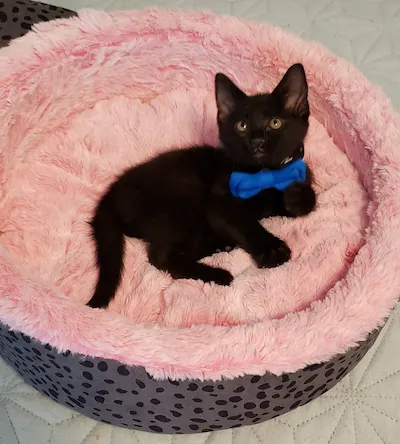 Harley (and two black sibling brothers), adopted from Cats For Life Houston