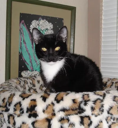 Jeremy, adopted from Cats For Life Houston