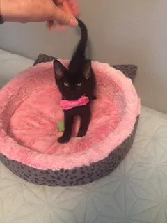 Cosmo, adopted from Cats For Life Houston