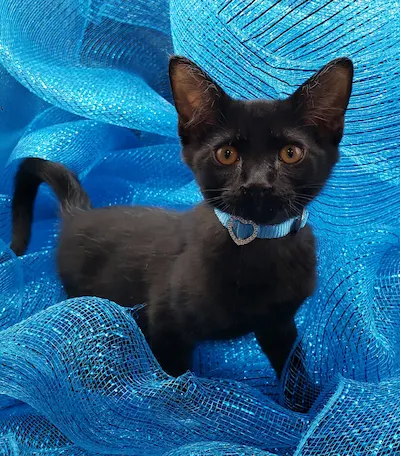 Huey, adopted from Cats For Life Houston