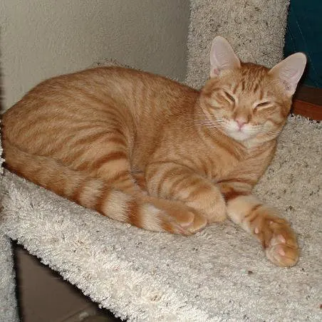 T.K., adopted from Cats For Life in Houston, Texas