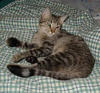 Moonjava, adopted from Cats For Life Houston