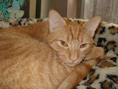 Mighty Max, adopted from Cats For Life Houston