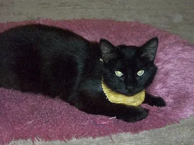 Adrian, adopted from Cats For Life Houston