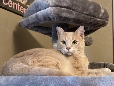 Sherry, adopted from Cats For Life Houston