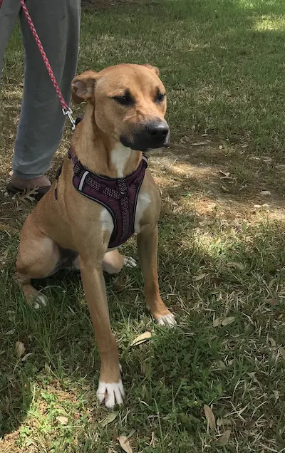 Sissy, a female Labrador Retriever / Boxer available for adoption in Houston