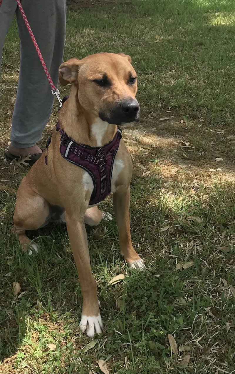 Sissy, a female Labrador Retriever / Boxer available for adoption in Houston, Texas