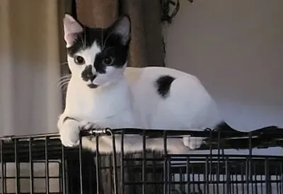 Stella, a female Domestic Short Hair / Siamese available for adoption in Houston