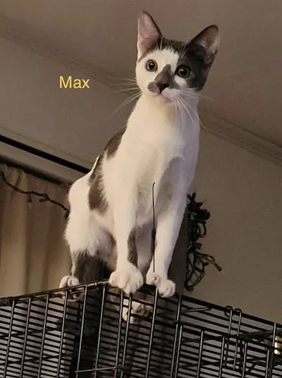 Max, a female Domestic Short Hair available for adoption in Houston
