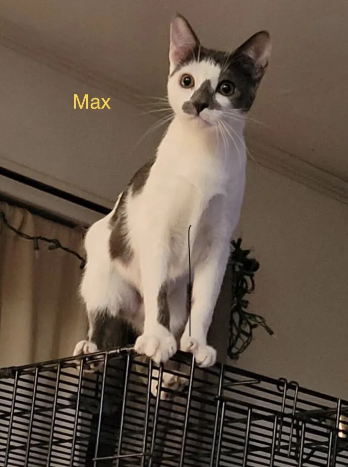 Max, a female Domestic Short Hair available for adoption in Houston, Texas