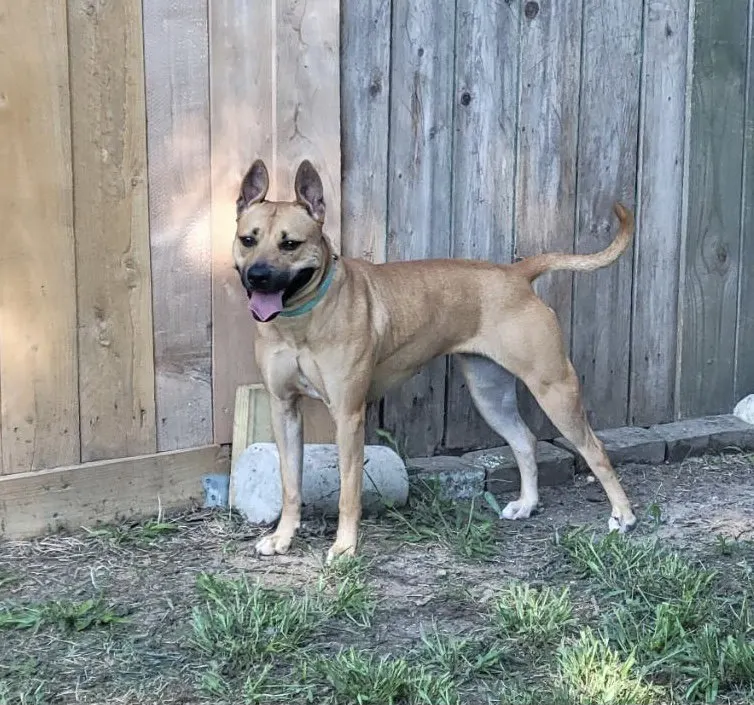 Kapriee, a female Labrador Retriever / Boxer / Mixed available for adoption in Houston, Texas