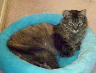 Zoe, adopted from Cats For Life Houston