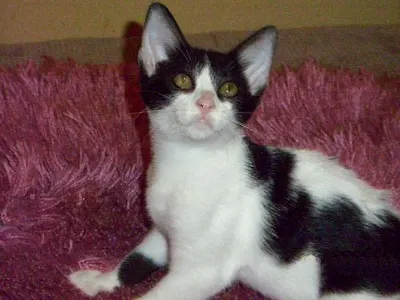Snuggle Bunny, adopted from Cats For Life Houston