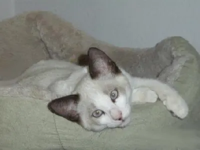 Cody, adopted from Cats For Life Houston