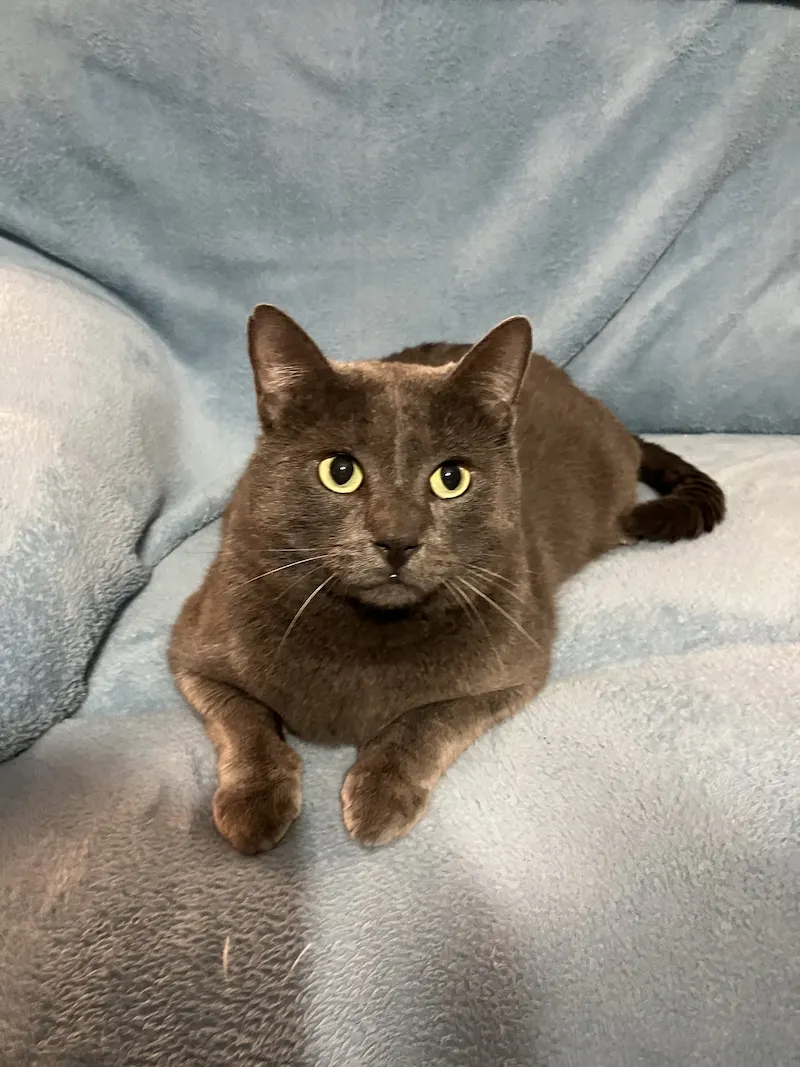 Mr. Wonderful, adopted from Cats For Life in Houston, Texas