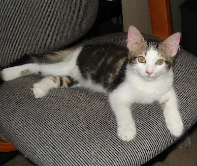 Kaboodle, adopted from Cats For Life Houston
