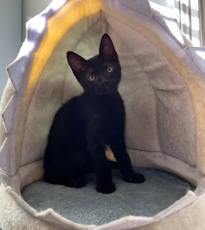 Taco, adopted from Cats For Life Houston