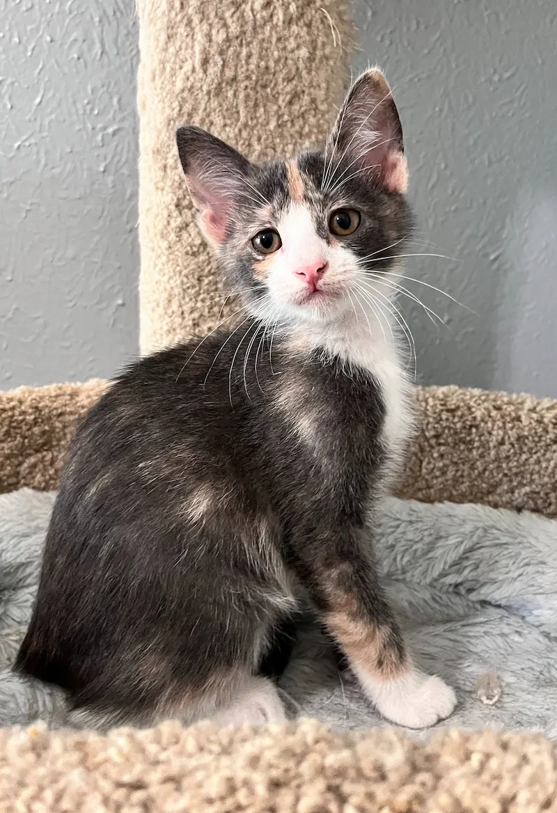 Ava, adopted from Cats For Life in Houston, Texas